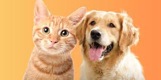 Cats vs Dogs Classification