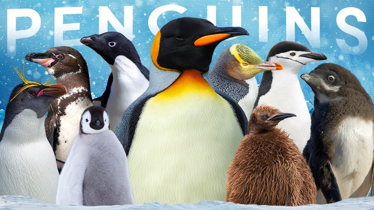 Penguin Species